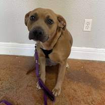 Thumbnail photo of Pumpkinn #2