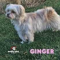Thumbnail photo of Ginger #1