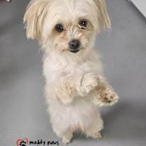 Thumbnail photo of Ginger #2