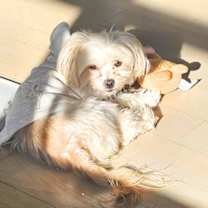 Thumbnail photo of Ginger #4