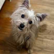 Thumbnail photo of Cornbread #1