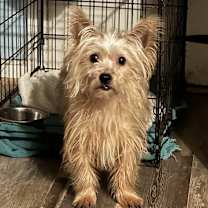 Thumbnail photo of Cornbread #2