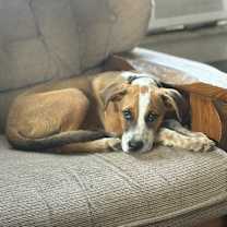 Thumbnail photo of Frogger #1