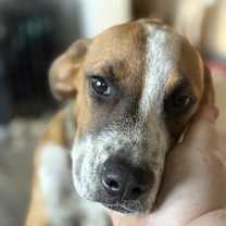 Thumbnail photo of Frogger #2