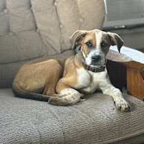 Thumbnail photo of Frogger #3