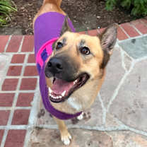 Thumbnail photo of Honey #1