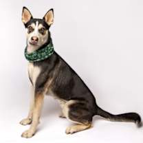 Thumbnail photo of Winston #2