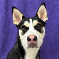 Thumbnail photo of Winston #3