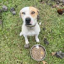 Thumbnail photo of Puainako #2