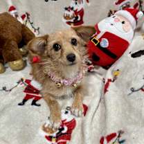 Thumbnail photo of Gracie #1