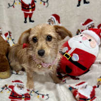 Thumbnail photo of Gracie #3