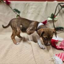 Thumbnail photo of Noel #2