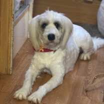 Thumbnail photo of Oakley #3