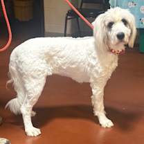 Thumbnail photo of Oakley #4