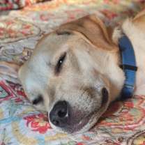 Thumbnail photo of Cashew (Cash) #3