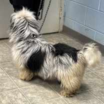 Thumbnail photo of Chris: At the shelter #4