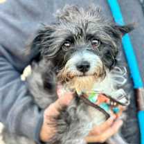 Thumbnail photo of SUGAR #2