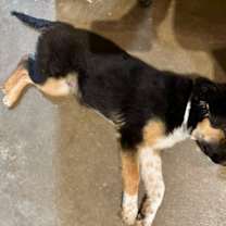 Thumbnail photo of Obi #4