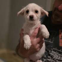 Thumbnail photo of Casper #3