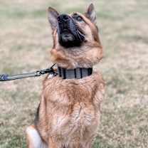 Thumbnail photo of Diesel #3