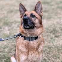 Thumbnail photo of Diesel #4