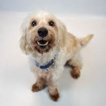 Thumbnail photo of Yukon #2