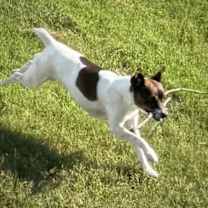 Thumbnail photo of Wyatt (TN) #4