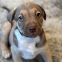 Thumbnail photo of Buttercup #3