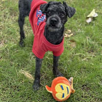 Thumbnail photo of Brisket #2