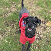 Thumbnail photo of Brisket #3