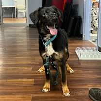 Thumbnail photo of Cheese Wiz #2