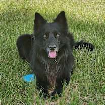 Thumbnail photo of Grizzly #2