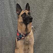 Thumbnail photo of Tillie #3