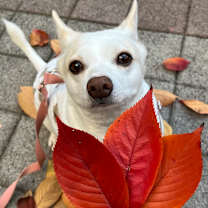 Thumbnail photo of Binnie #1