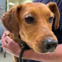 Thumbnail photo of Fawn #1