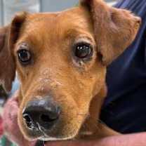 Thumbnail photo of Fawn #2