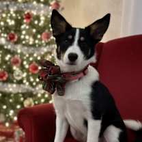 Thumbnail photo of Kira #1