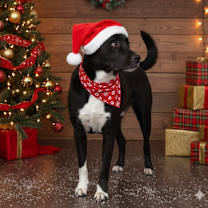 Thumbnail photo of Duke #1