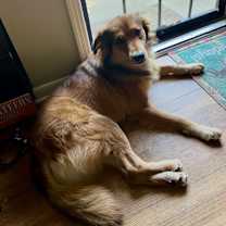 Thumbnail photo of Buddy #4