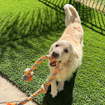 Thumbnail photo of Scout #1