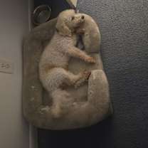 Thumbnail photo of Marvin #1