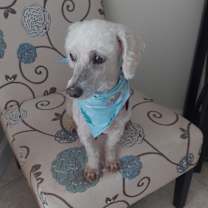 Thumbnail photo of Marvin #3