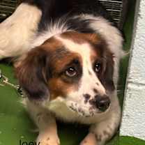 Thumbnail photo of Joey: At shelter #3