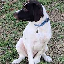 Thumbnail photo of TN/Woody #4