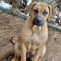 Thumbnail photo of Calamity Jane #4