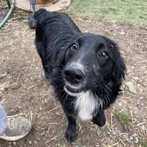 Thumbnail photo of Annie #1