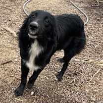 Thumbnail photo of Annie #2