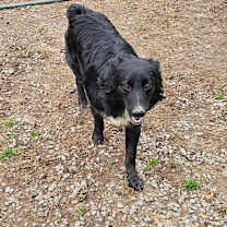 Thumbnail photo of Annie #3