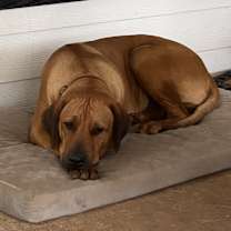 Thumbnail photo of Tank #2