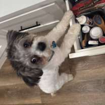 Thumbnail photo of Milo #4